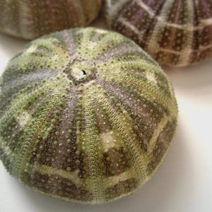 May include: Three sea urchins with a green, brown, and purple patterned design. The sea urchins are arranged in a row on a white surface.