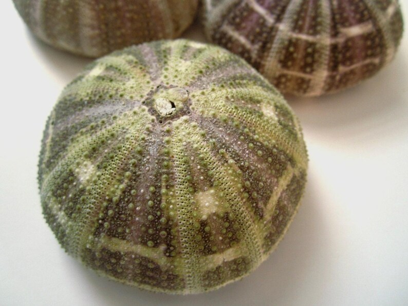 May include: Three sea urchins with a green, brown, and purple patterned design. The sea urchins are arranged in a row on a white surface.