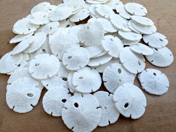 Sand Dollar Ornaments | Natural Sand Dollars 3 inch with Light Pink Ribbon | Set of 4 | Real Sand Dollars for Beach Wedding Decor | Nautical Crush