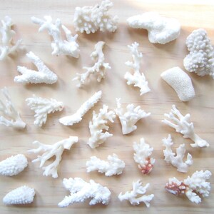 May include: A collection of 20 white coral pieces of various shapes and sizes. The coral is arranged on a light wood surface.