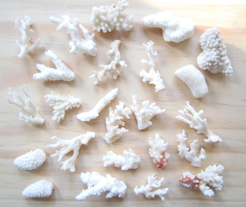 May include: A collection of 20 white coral pieces of various shapes and sizes. The coral is arranged on a light wood surface.