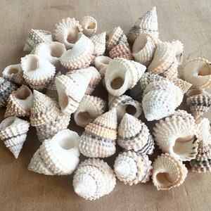 May include: A collection of small, white seashells with brown and black markings. The shells are arranged in a pile on a wooden surface.