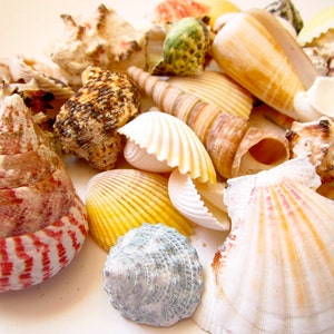 Sea Shell Mix-1 Pound-assorted Sea Shells-sea Shells Bulk-sea Shell Mix ...