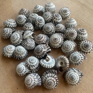 Heliacus Shells-Grade B-Set of 50-Mini Shells-Crafting Shells-Small Shells-Beach Wedding Decor-Jewelry Supplies-Beach Home Decor