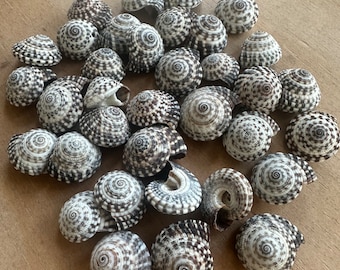 May include: A collection of small, white and black seashells with a spiral pattern. The shells are arranged in a pile on a wooden surface.