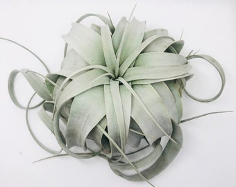 Xerographica Air Plant-Queen of the Air Plants-Tillandsia Air Plants-Terrarium Air Plants-Terrarium Supplies-Home Decor-Terrarium Plants