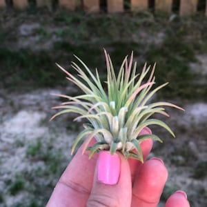 May include: A small air plant with green and pink leaves. The plant is being held in a hand with pink nail polish.