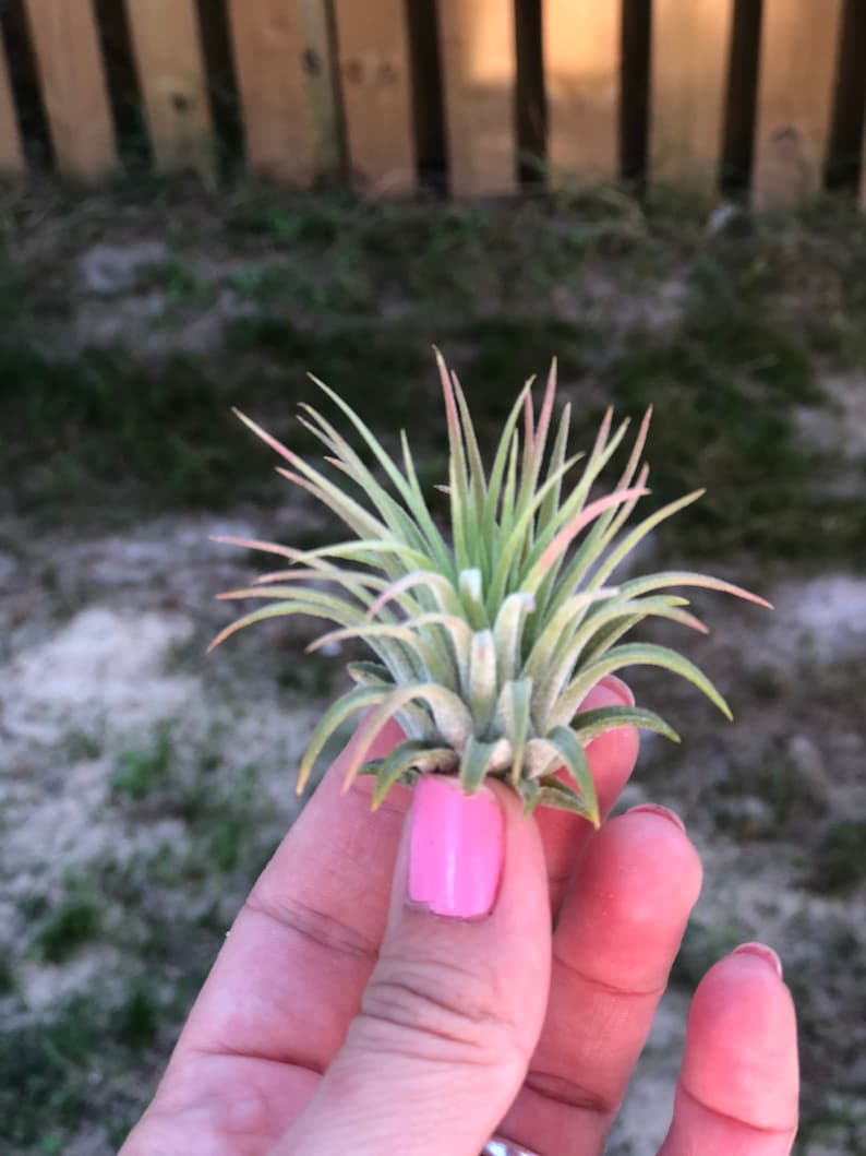 May include: A small air plant with green and pink leaves. The plant is being held in a hand with pink nail polish.