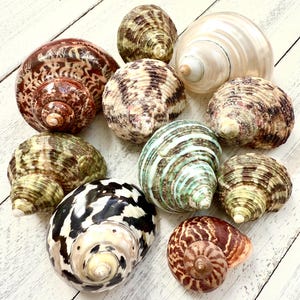 May include: A collection of ten seashells in various colors and patterns, including brown, white, green, and black. The shells are arranged on a white wooden surface.