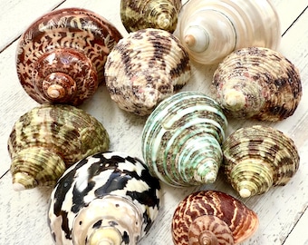 Turbo Snail Shells: Natural Sea Shells for Hermit Crabs, Wedding Decor - 10 Pc