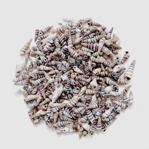 May include: A large pile of small, brown and white seashells. The shells are all pointed and have a spiral pattern.