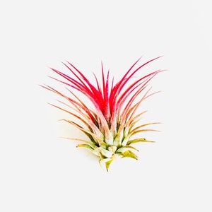 Ionantha Guatemala AKA Air Plant Tillandsia Air Plants Terrarium Supplies Home Decor Beach Wedding Decor Terrarium Plants Air Plants image 2