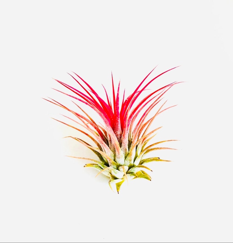 Ionantha Guatemala AKA Air Plant Tillandsia Air Plants Terrarium Supplies Home Decor Beach Wedding Decor Terrarium Plants Air Plants image 2