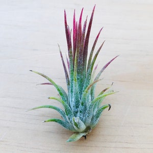 Fuego Tillandsia Air plant-Tillandsia Air Plants-Beach Wedding Decor-Air Plant-Terrarium Air Plant-Air Plant Supplies-Beach Home Decor