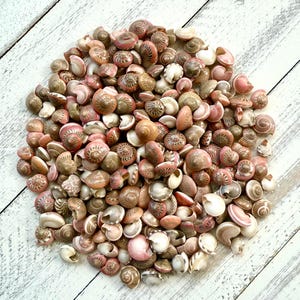 May include: A pile of small, pink and brown seashells. The shells are all different shapes and sizes, and they are arranged in a random pattern.