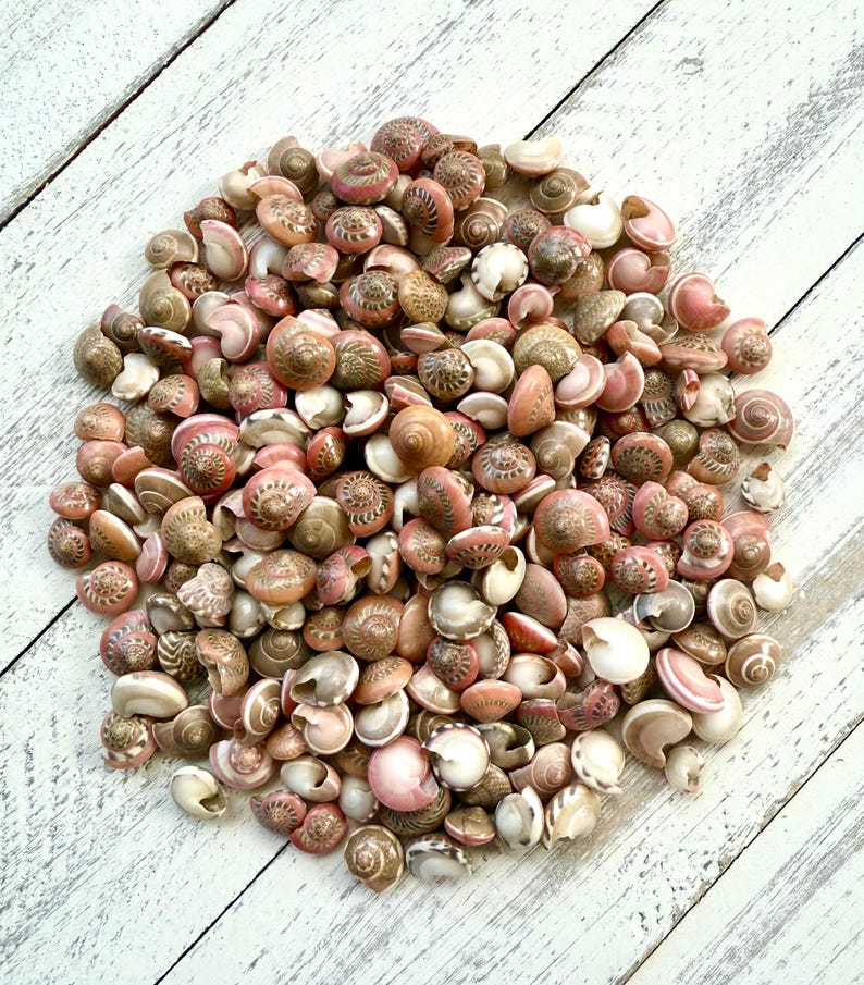 May include: A pile of small, pink and brown seashells. The shells are all different shapes and sizes, and they are arranged in a random pattern.