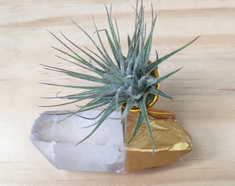 Gold Dipped Crystal Air Plant-Gold Painted Quartz with Plant-Birthday Gift-Wedding Gift-Quartz Crystal-Air Plant Terrarium-Housewarming Gift