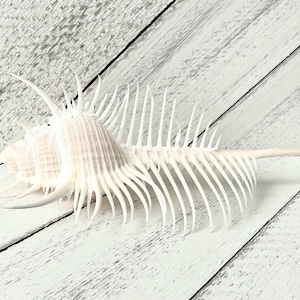Venus Comb Murex-4-5&quot;-1 Piece-Collecting Shells-Beach Home Decor-Large Sea Shells-Unique Shells-Venus Comb Shell-Sea Shells-Shells