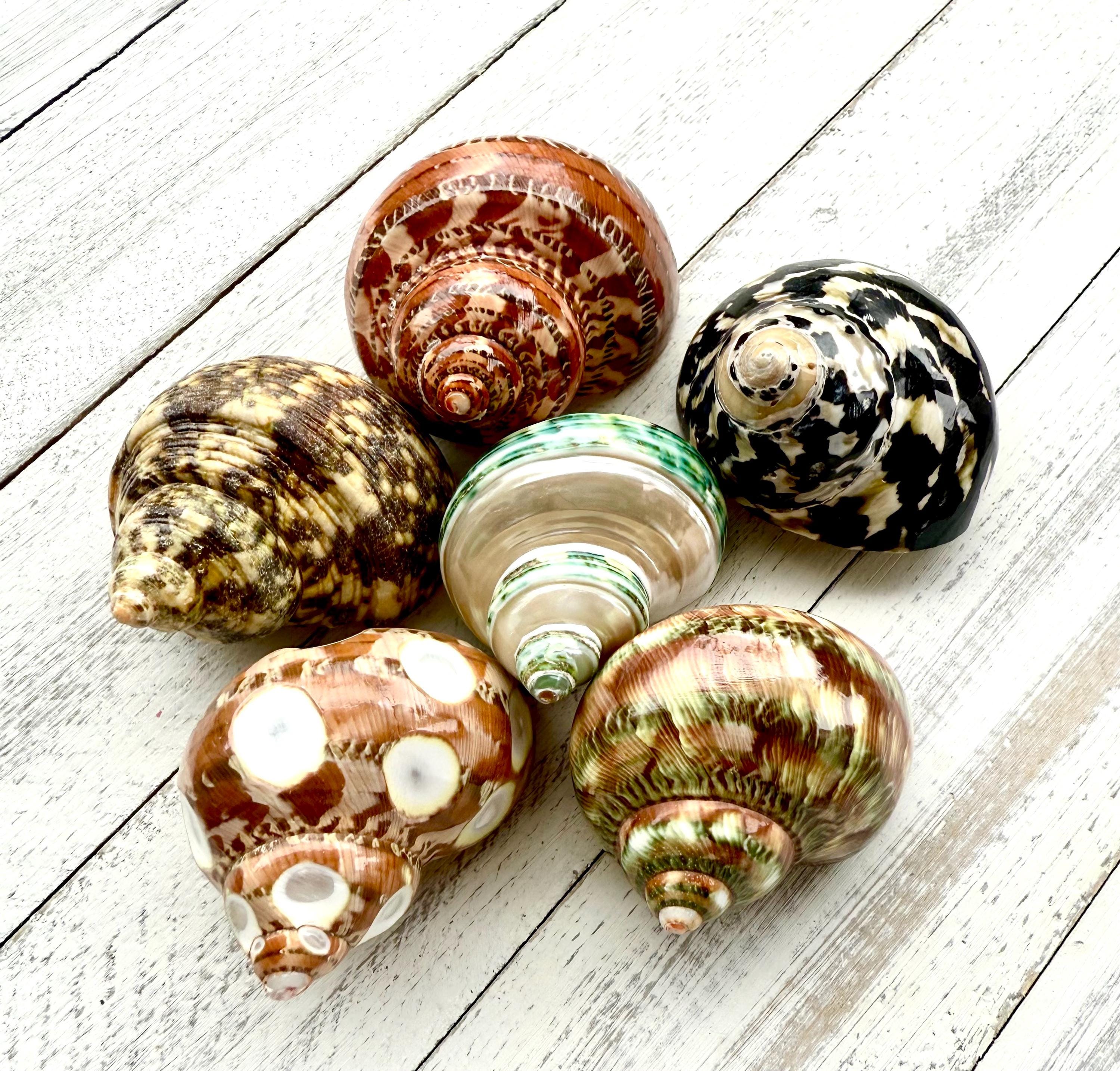 Hermit Crab Shells-6 Pc-snail Shells-crafting Shells-natural Sea
