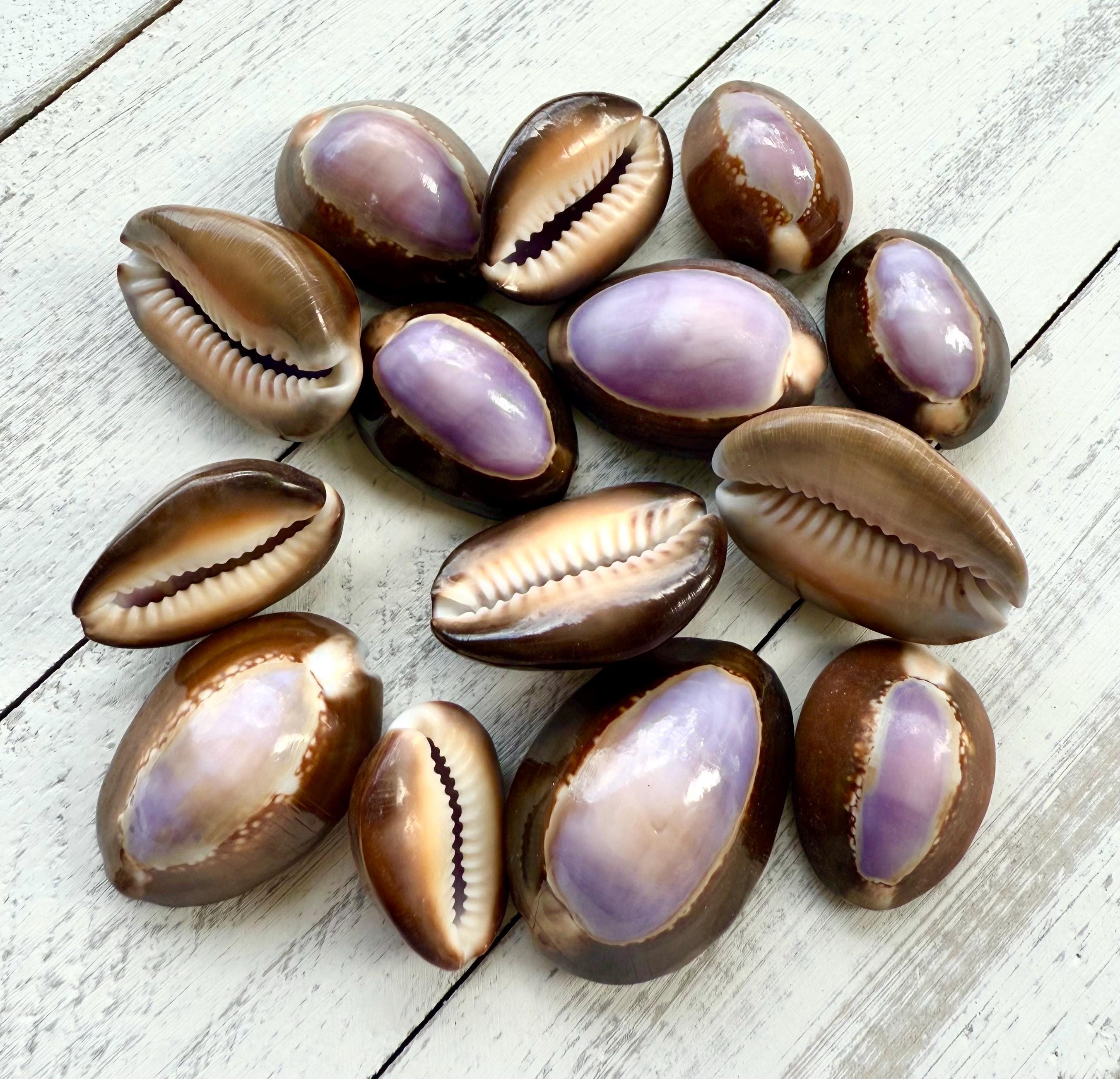Purple Cowrie Shells: Bulk Sea Shells, Beach Home Decor - Etsy