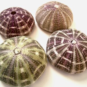 May include: Four sea urchins with a purple and white striped pattern. The sea urchins are arranged in a square shape on a white background.