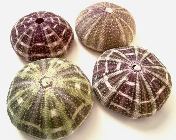 Alfonso Sea Urchin-2-2.5"-Beach Wedding Decor-Sea Urchin Bulk-Beach Craft Supplies-Sea Urchin-Wedding Favors-Sea Life Decor-Sea Urchin
