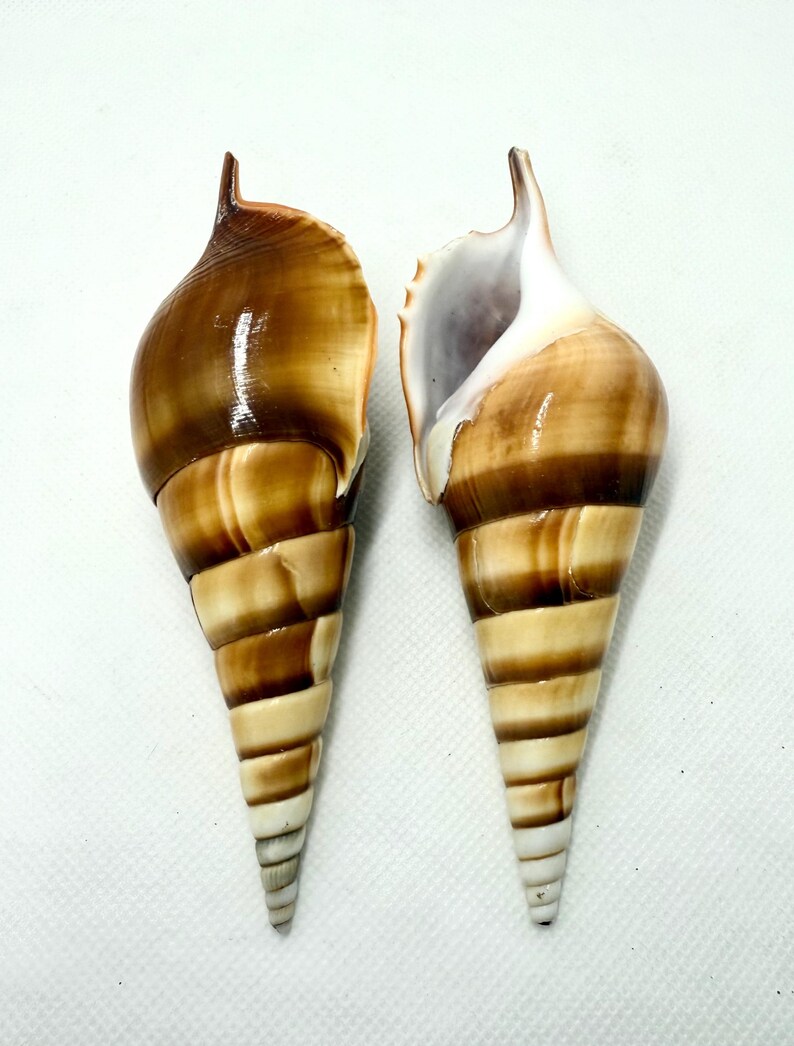 Tibia Shells: Polished Sea Shells, Beach Wedding Decor (3-5 Inch) - Etsy