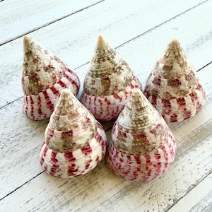 May include: Five cone-shaped seashells with a white and red striped pattern. The shells are arranged in a semi-circle on a white wooden surface.