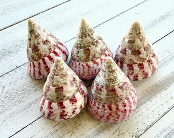 Polished Strawberry Trochus Shells: Beach Wedding Decor (2-2.5")