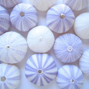 May include: An overhead shot displays several sea urchin shells. The shells are round with radial patterns in white and pale purple. Some shells are solid white. The shells have a central hole and are arranged on a white surface.