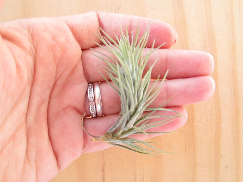 Funckiana Air Plant-2-3-Tillandsia Air Plants-Terrarium Air Plants-Terrarium Supplies-Home Decor-Beach Wedding Decor-Terrarium Plants-Plant