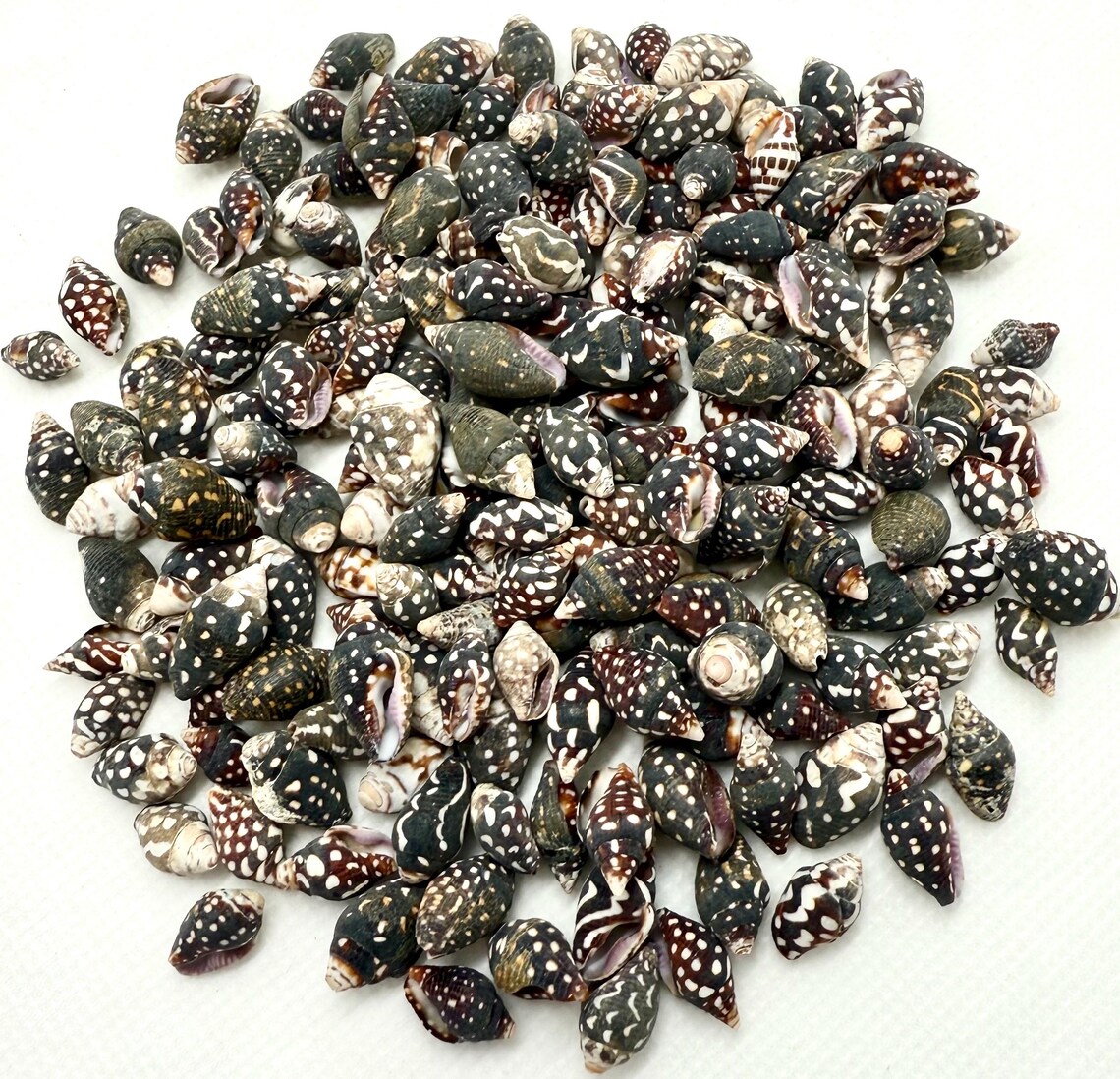 Nassa Columbella Shells: Small Crafting Seashells, Beach Decor - Etsy