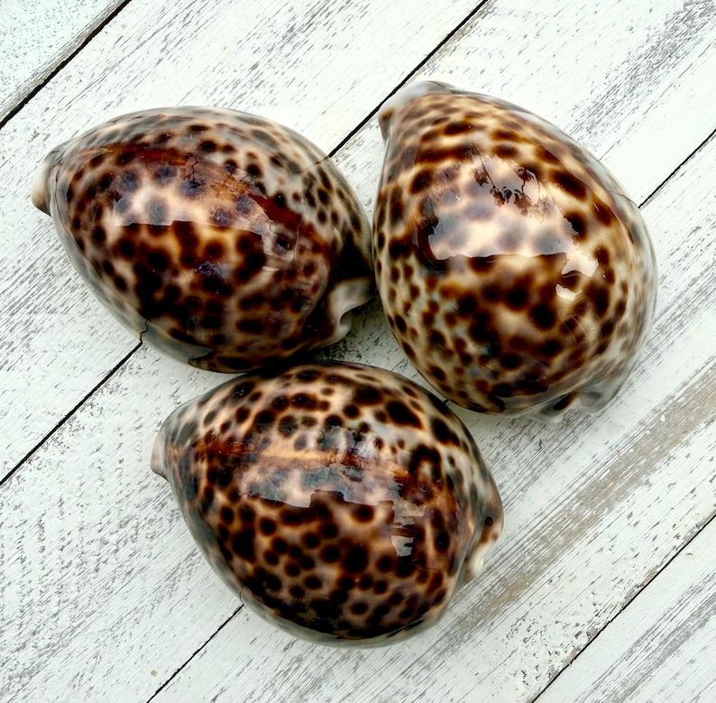 Tiger Cowry-2-3”-cowry Sea Shells-beach Wedding Decor-beach Home Decor ...