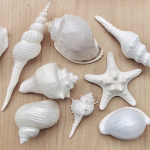 White Sea Shell Mix Beach 18 Pieces Wedding Decor Sea Shells Bulk Bag Of Shells Beach Craft Supplies Assorted Seashell Mix-White Seashells A image 3