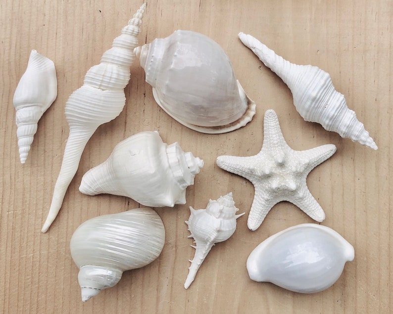 White Sea Shell Mix Beach 18 Pieces Wedding Decor Sea Shells Bulk Bag Of Shells Beach Craft Supplies Assorted Seashell Mix-White Seashells A image 3