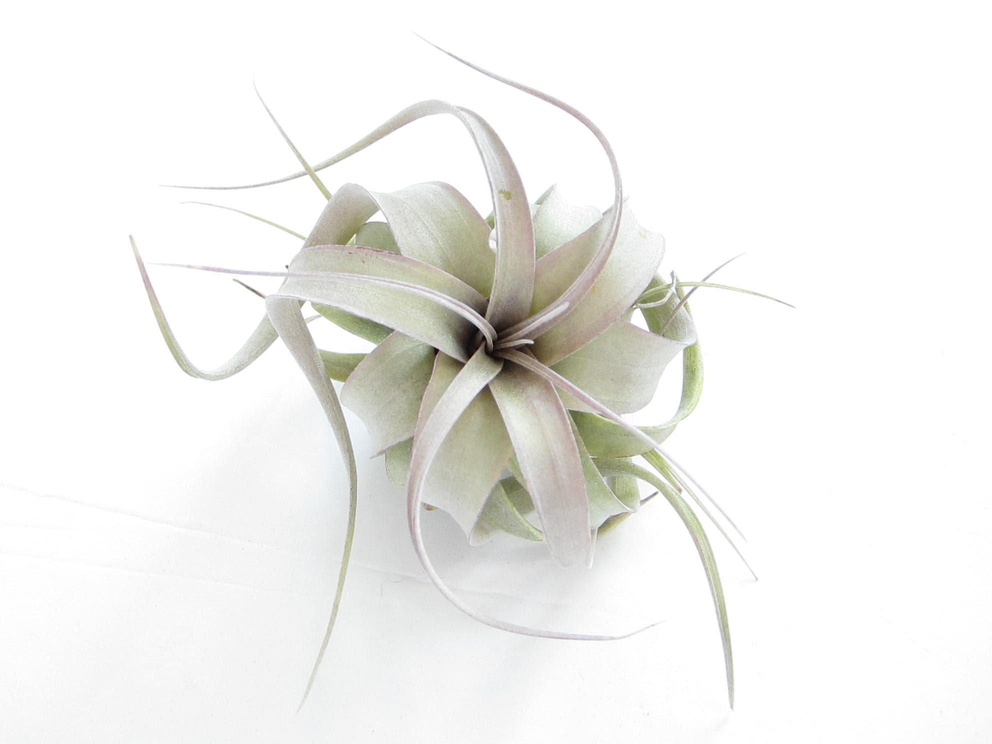 Xerographica Air Plant-Tillandsia Air Plants-Terrarium Air Plants-Ter…