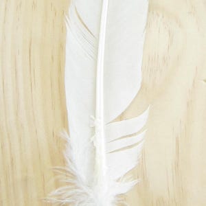 20pcs Natural Turkey Feathers Bulk 10-12 inch Wild Turkey Feather for DIY  Crafts Project Collection Wedding Decoration Erikord