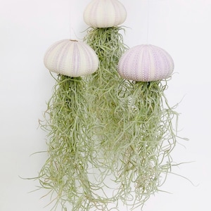 Jellyfish Air Plant-Live Plant-Tillandsia Decor-Hanging Jellyfish Air Plant-Air Plant Sea Urchin Set-Home Decor-Purple Urchin Jellyfish
