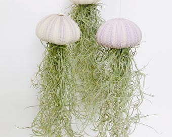 Hanging Jellyfish Air Plant: Purple Sea Urchin Home Decor