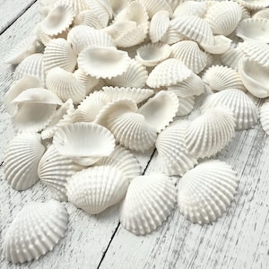 May include: A pile of white seashells on a white wooden surface. The shells are all different sizes and shapes, but they are all smooth and white.