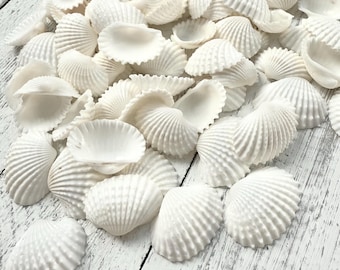Ark Shells-Baby Ark Shells-Mini Shells for Crafting-Small Shells Bulk-Beach Wedding Decor-Beach Home Decor-White Shells Bulk-Crafting Shells