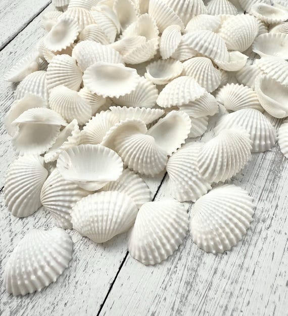 Wite Shells White Sea Shells The “Sanibel 6” Seashells | Visit Fort Myers | SW