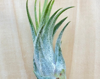 Scaposa Kolby Air Plant-2-3"-Tillandsia Air Plants-Terrarium Plants-Terrarium Supplies-Home Decor-Beach Wedding Decor-Terrarium Plants