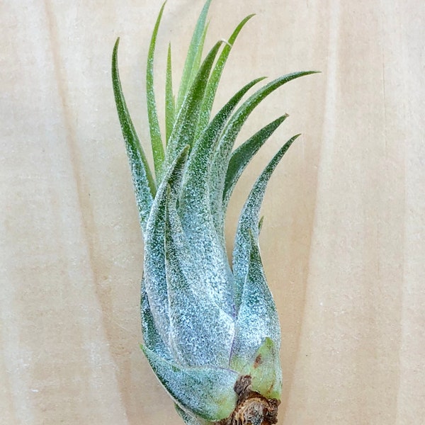 Scaposa Kolby Air Plant-2-3"-Tillandsia Air Plants-Terrarium Plants-Terrarium Supplies-Home Decor-Beach Wedding Decor-Terrarium Plants