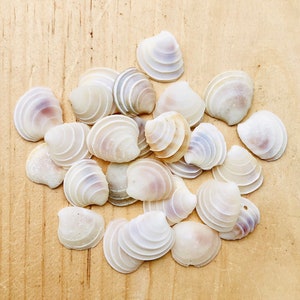 May include: A collection of white seashells of various sizes and shapes, arranged on a light brown wooden surface.