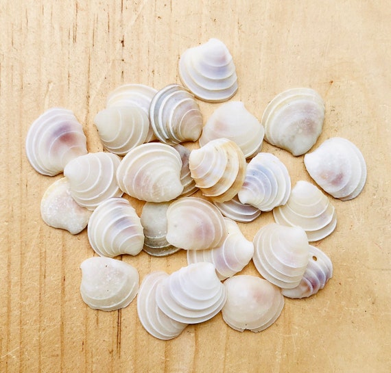 Wedding Cake Sea Shells-Sea Shells Bulk-White Sea Shells-Small Sea  Shells-Shells For Crafting-Sea Shells-Wedding Decor-Wedding Sea Shells