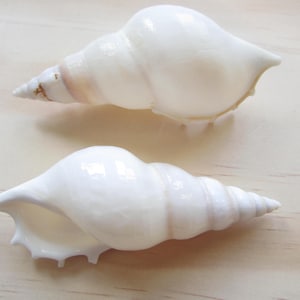 May include: Two white seashells with a smooth, glossy finish. The larger shell has a more rounded shape, while the smaller shell is more elongated and has a spiral pattern.