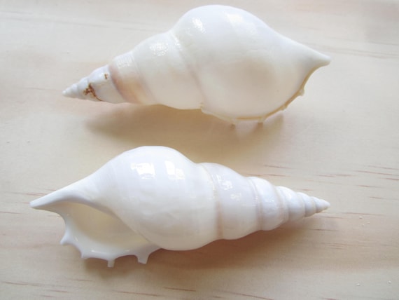 Tibia White-2 Pieces-White Sea Shells-Beach Wedding Decor-Sea | Etsy