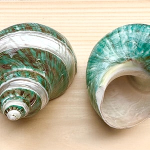 May include: Two green and white seashells with a spiral pattern. The shells have a pearlescent finish and are a natural color.