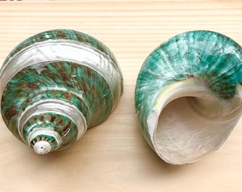 Pearl Banded Jade Turbo Shell (3 Inch): Polished Collector's Shell
